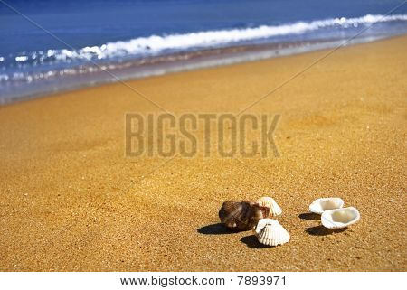 Kesä, seashell, hiekkaa ja ocean