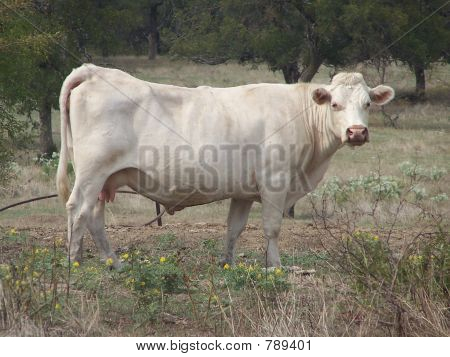 Vaca branca