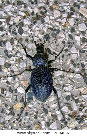 Procerus gigas