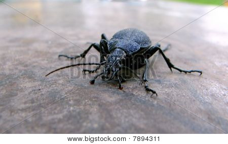 Procerus gigas