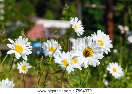 Chrysanthemum