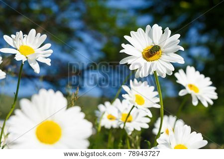 Chrysanthemum