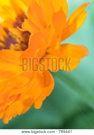 Makro flower(Calendula) pomarańczowy
