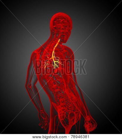 3D Medical Illustration Of The Male Bronchi