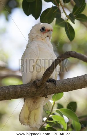 작은 코렐라 (cacatua Sanguinea)