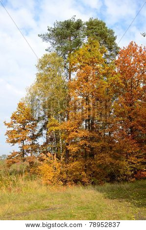 Autumnal forest