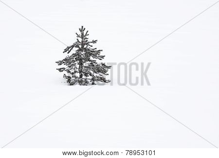 The Small Tree In Snow