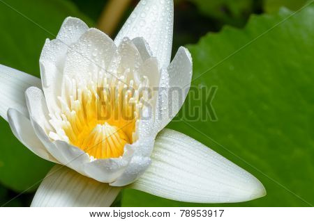 White Lotus Flower
