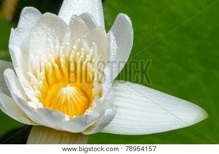 White Lotus Flower