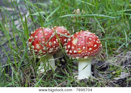 Fliegenpilz