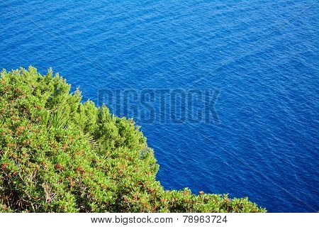 Green Plants Over Capo Caccia Blue Sea