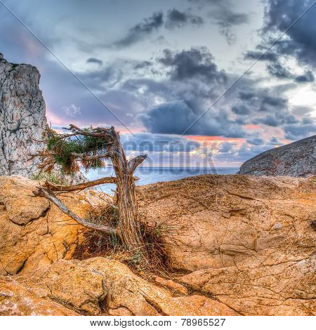 Pine On The Rocks By The Shore