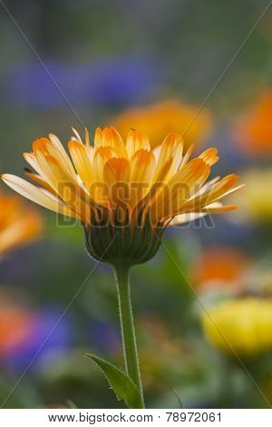 marigold