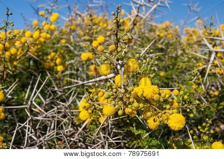 Flora of Souss Masa National Park