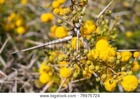 Flora of Souss Masa National Park