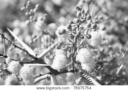 Flora of Souss Masa National Park