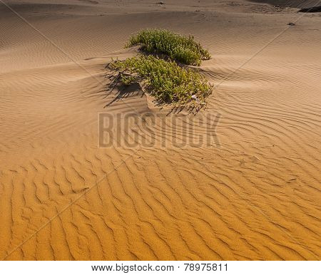 Souss Masa National Park