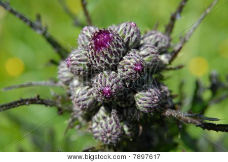 thistle buds