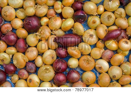 Onion
