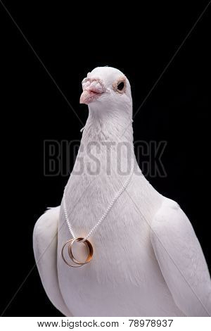 White pigeon and wedding rings