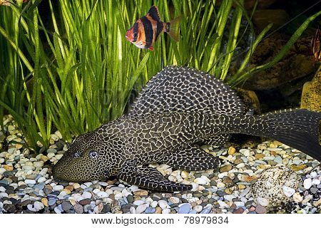 Armored catfish - Ancistrus ordinary (Ancistrus multispinis) in the home aquarium