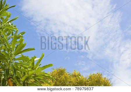 Sky With Yellow&green Tree