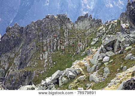 Chamois in mountains
