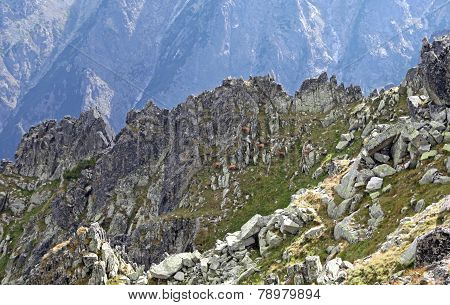 Chamois in mountains