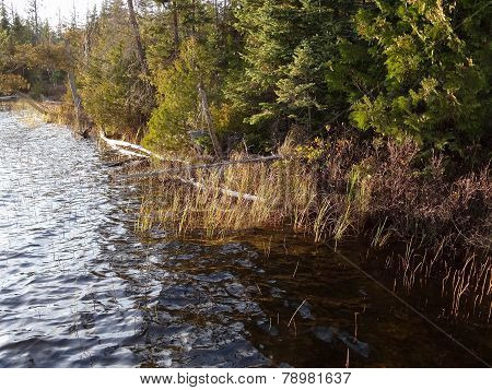 Reeds On The Shore Of A Lake