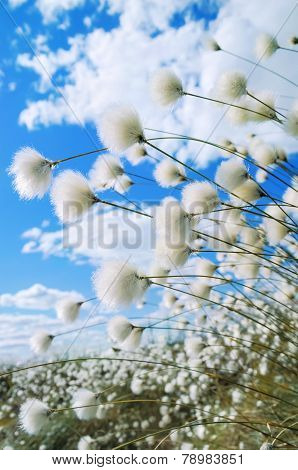 Cotton Grass