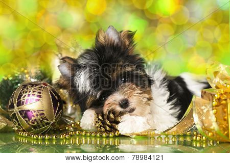 biewer Yorkshire terrier and Christmas ball