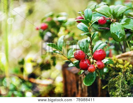 Uncultivated Forest Cranberries In Woods