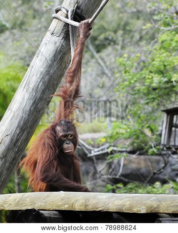 A hairy red orangutan sitting with an upstreched arm, hanging on to a rope.