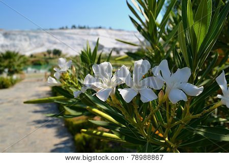 white flowers on a background of white pools of Pamukkale