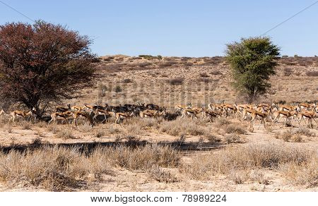 Herd Of Springbok Hiding Under A Big Acacia
