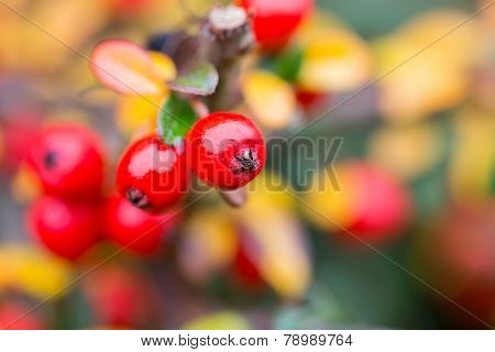 Autumn Background With Red Gaultheria