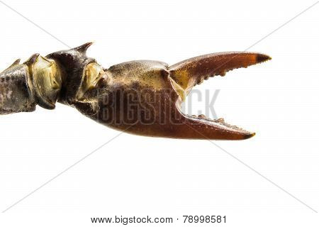 Crab Claw On White Background
