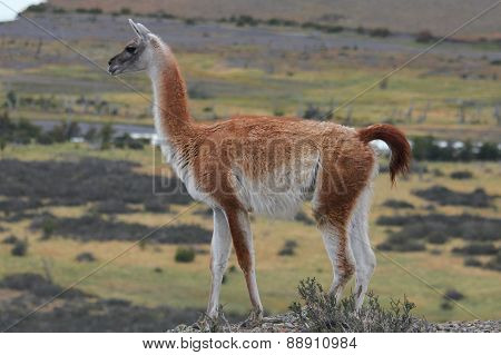 Guanaco in Chilean Patagonia
