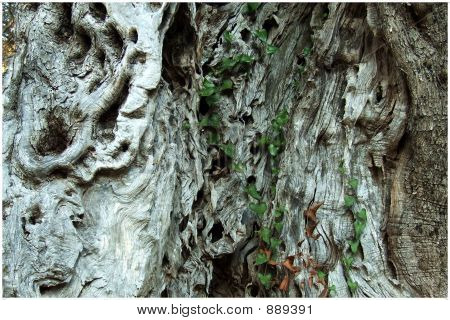 Olive Tree