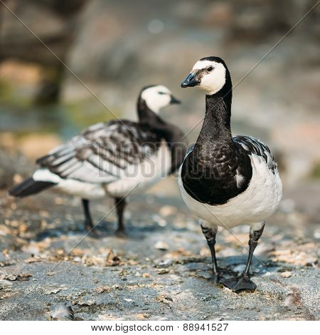 Barnacle Goose, Branta Leucopsis, Feral Goose On Rock