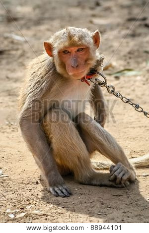 Chained monkey
