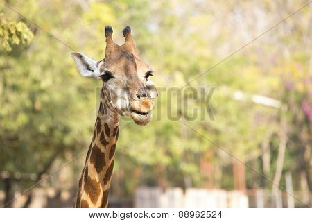 Head Of Giraffe.