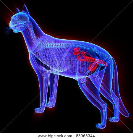 Cat Urogenital System - Felis Catus Anatomy - Isolated On Black