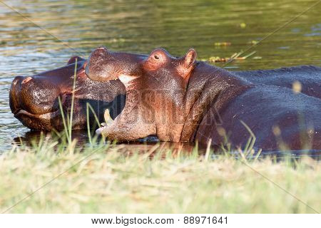 Two Fighting Young Male Hippopotamus Hippopotamus