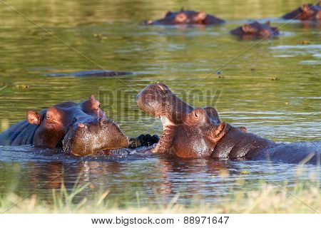 Two Fighting Young Male Hippopotamus Hippopotamus