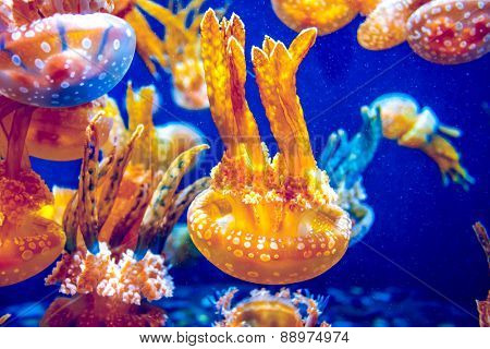 Orange jellyfish (Chrysaora fuscescens or Pacific sea nettle) in blue ocean water