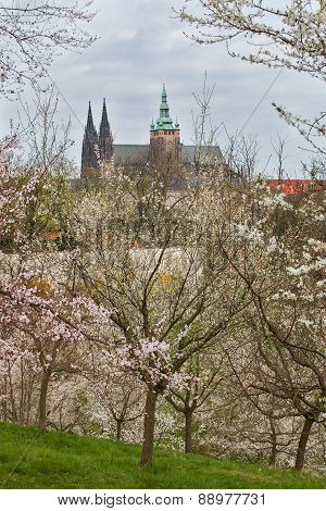 Spring in Prague