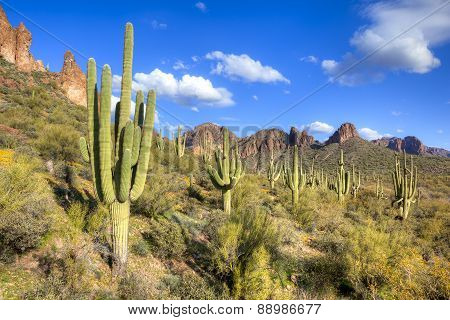 Saguaros