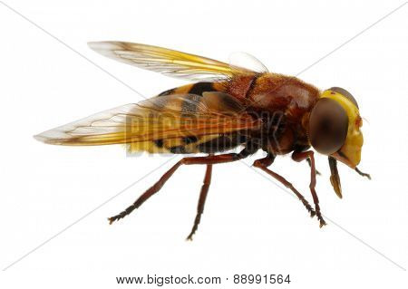 Horsefly isolated on white