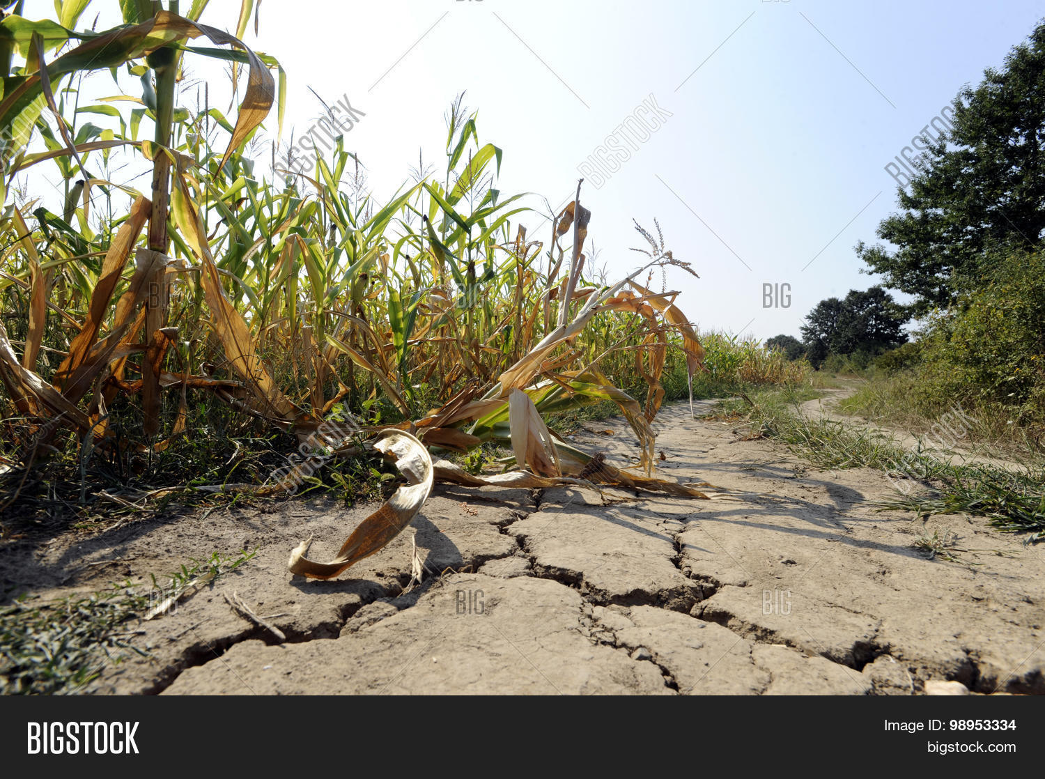 Image Preview